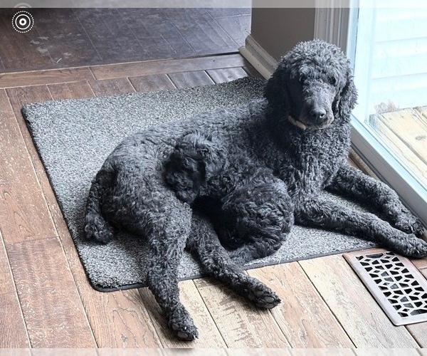 Medium Photo #1 Poodle (Standard) Puppy For Sale in CICERO, IN, USA