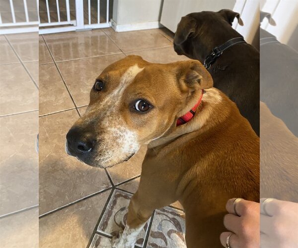 Medium Photo #9 Red Heeler-Staffordshire Bull Terrier Mix Puppy For Sale in Chandler, AZ, USA