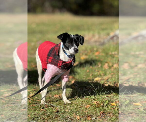 Medium Photo #2 Rat Terrier Puppy For Sale in Oakhurst, NJ, USA