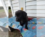 Puppy Black Female Borador