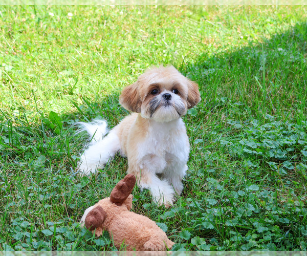 Medium Photo #4 Shih Tzu Puppy For Sale in SYRACUSE, IN, USA