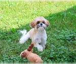 Small #3 Shih Tzu