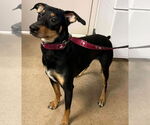 Small #3 German Pinscher