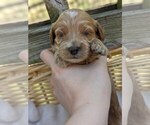 Puppy Reese Cock-A-Poo-Poodle (Miniature) Mix
