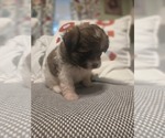 Small #25 Maltipom