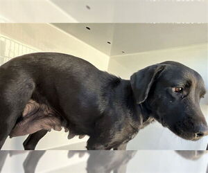 Labrador Retriever-Unknown Mix Dogs for adoption in Augusta, GA, USA