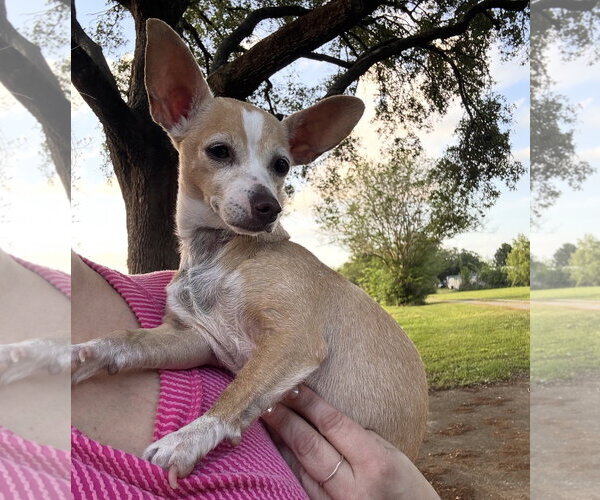 Medium Photo #1 Chiweenie Puppy For Sale in Oakhurst, NJ, USA