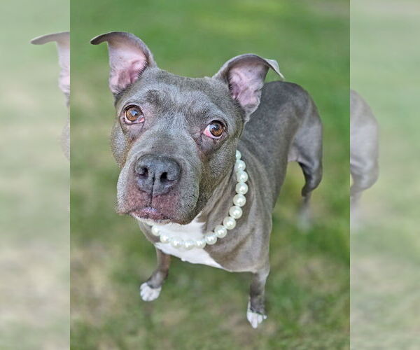 Medium Photo #3 American Pit Bull Terrier Puppy For Sale in Westminster, MA, USA