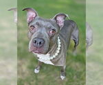 Small #2 American Pit Bull Terrier