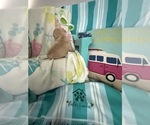 Small #6 French Bulldog