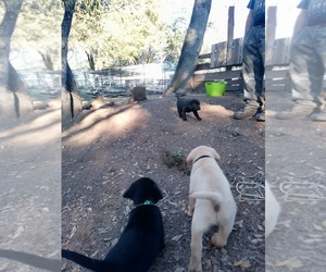 Medium Labrador Retriever