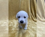 Small Photo #9 Labrador Retriever Puppy For Sale in AZUSA, CA, USA