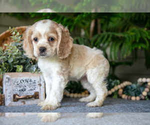 Cocker Spaniel Litter for sale in SEAMAN, OH, USA