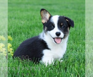 Pembroke Welsh Corgi Puppy for sale in PALMYRA, PA, USA