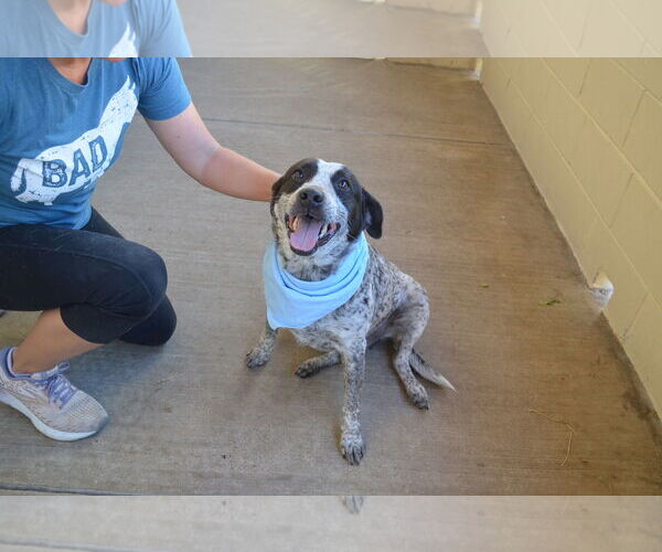 Medium Photo #2 Mutt Puppy For Sale in McKinney, TX, USA