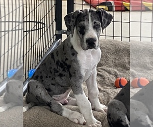 Great Dane Puppy for sale in TWIN CITY, GA, USA