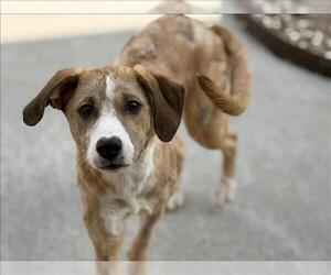 Mutt Dogs for adoption in Tulsa, OK, USA
