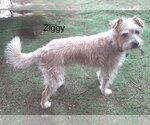 Small #1 Poodle (Miniature) Mix