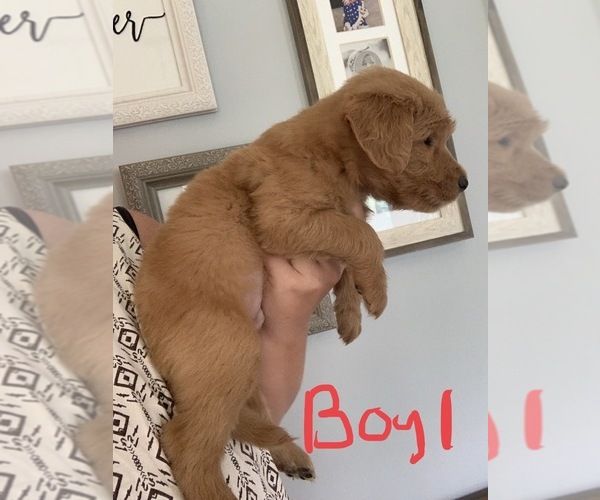Medium Photo #3 Goldendoodle Puppy For Sale in MONTICELLO, IN, USA