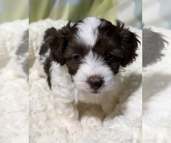 Medium Photo #5 Havapoo Puppy For Sale in GUTHRIE, KY, USA