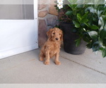 Puppy Bella Goldendoodle