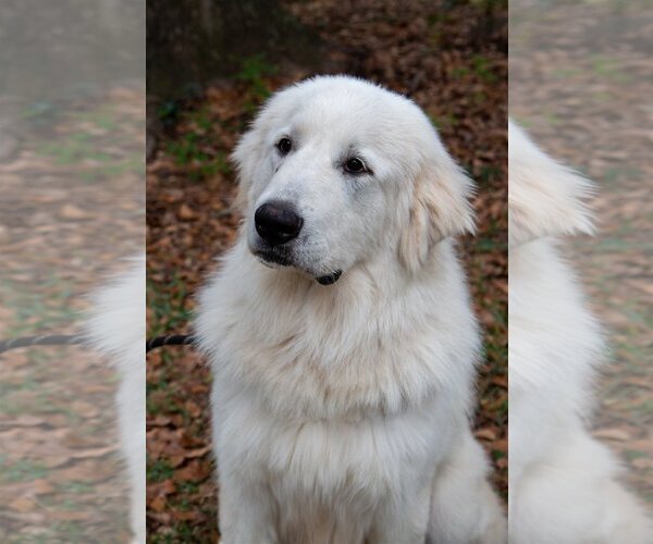 Medium Photo #16 Great Pyrenees Puppy For Sale in Spring, TX, USA