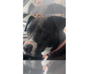 Mutt Dogs for adoption in Springdale, PA, USA