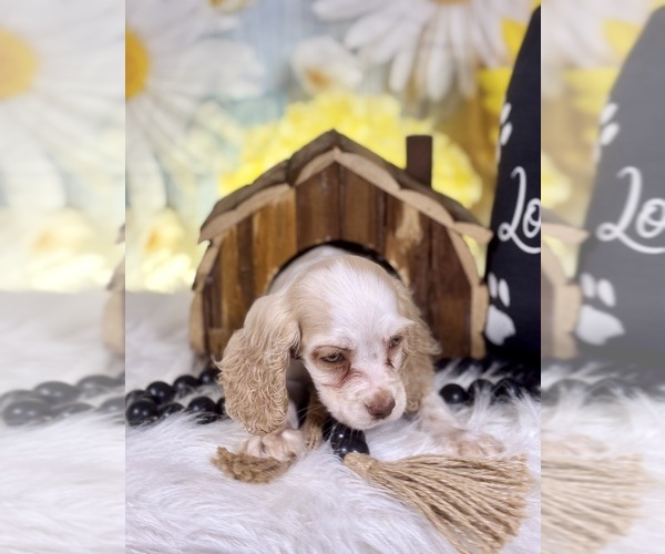 Medium Photo #5 Cocker Spaniel Puppy For Sale in RIPLEY, MS, USA