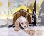 Small #4 Cocker Spaniel