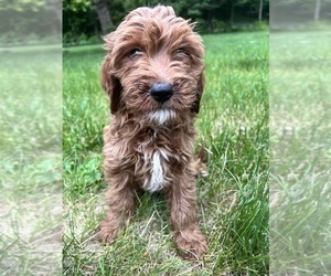 Goldendoodle (Miniature) Puppy for sale in DURHAM, CT, USA