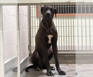 Great Dane Dogs for adoption in Upland, CA, USA