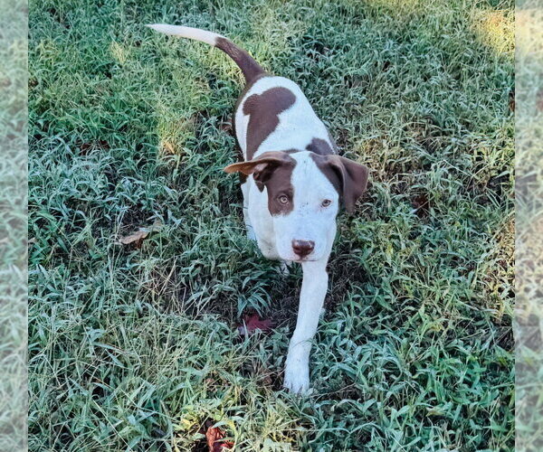 Medium Photo #3 Mutt Puppy For Sale in Claremore, OK, USA