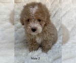 Small Photo #3 Poodle (Toy) Puppy For Sale in AUBURN, CA, USA