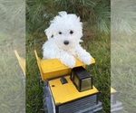 Image preview for Ad Listing. Nickname: Fenton