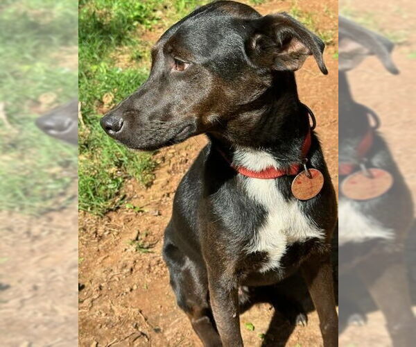 Medium Photo #9 Labrador Retriever-Unknown Mix Puppy For Sale in Forest, VA, USA