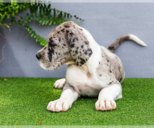 Medium Photo #104 Great Dane Puppy For Sale in WAKARUSA, IN, USA