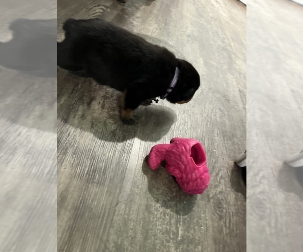 Medium Photo #6 Rottweiler Puppy For Sale in ZEPHYRHILLS, FL, USA