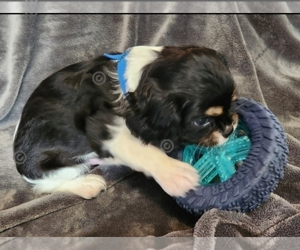 Medium Photo #4 Cavalier King Charles Spaniel Puppy For Sale in BOONVILLE, NY, USA