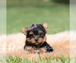 Small Photo #59 Yorkshire Terrier Puppy For Sale in WARSAW, IN, USA