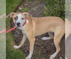 Gracie - Female American Staffordshire Terrier-Pointer Mix Dog for Adoption - Photo #4