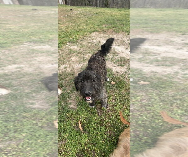 Medium Photo #3 Labrador Retriever Puppy For Sale in Harrison, AR, USA