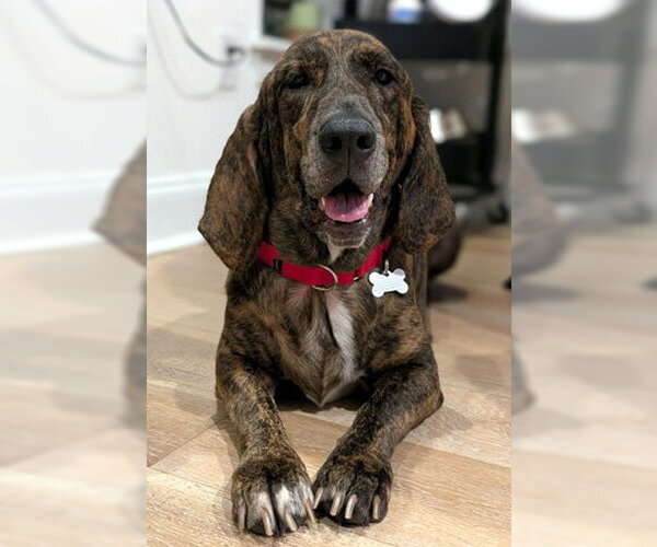 Medium Photo #1 Basset Hound-Plott Hound Mix Puppy For Sale in Deepwater, NJ, USA
