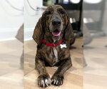Small Basset Hound-Plott Hound Mix