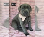 Small #1 Cane Corso