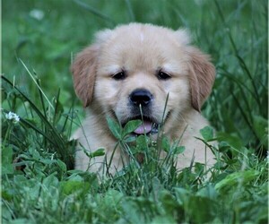 Golden Retriever Puppy for sale in JONES, MI, USA