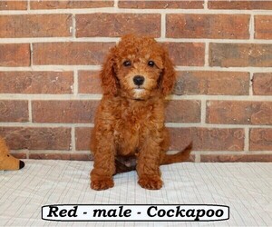 Cock-A-Poo Puppy for sale in CLARKRANGE, TN, USA