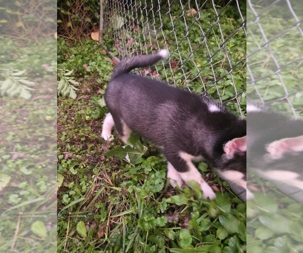 Medium Photo #3 Siberian Husky Puppy For Sale in ALTON, IL, USA