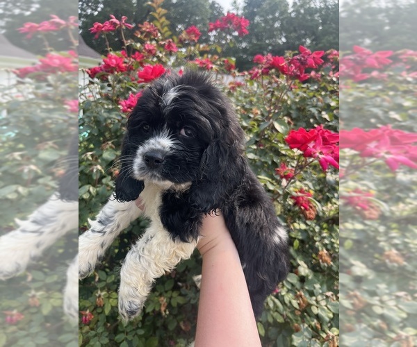 Medium Photo #1 Cocker Spaniel Puppy For Sale in GARDENDALE, AL, USA