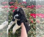 Puppy Pluto Cocker Spaniel