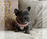 Small Photo #8 French Bulldog Puppy For Sale in GRANDVIEW, WA, USA